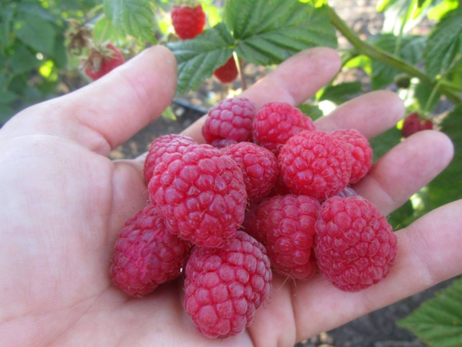 Сорт малины Метеор