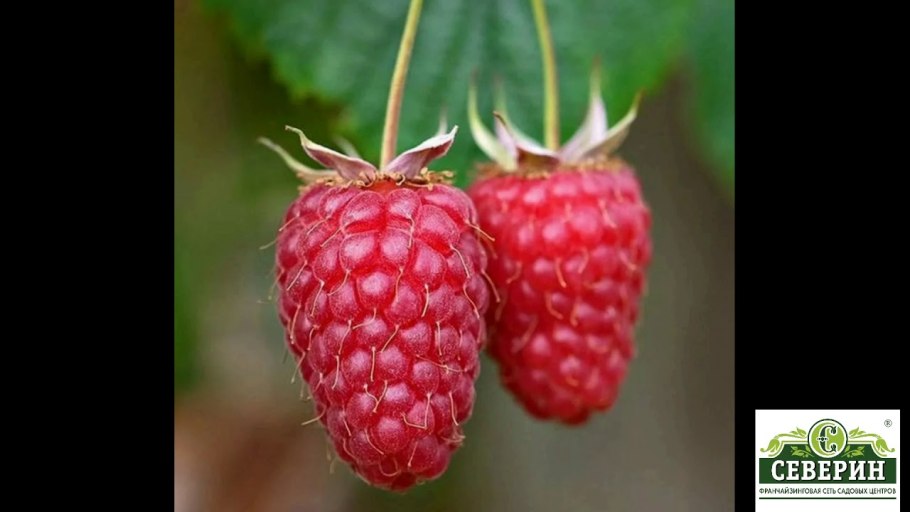 Малина ремонтантная шапка Мономаха