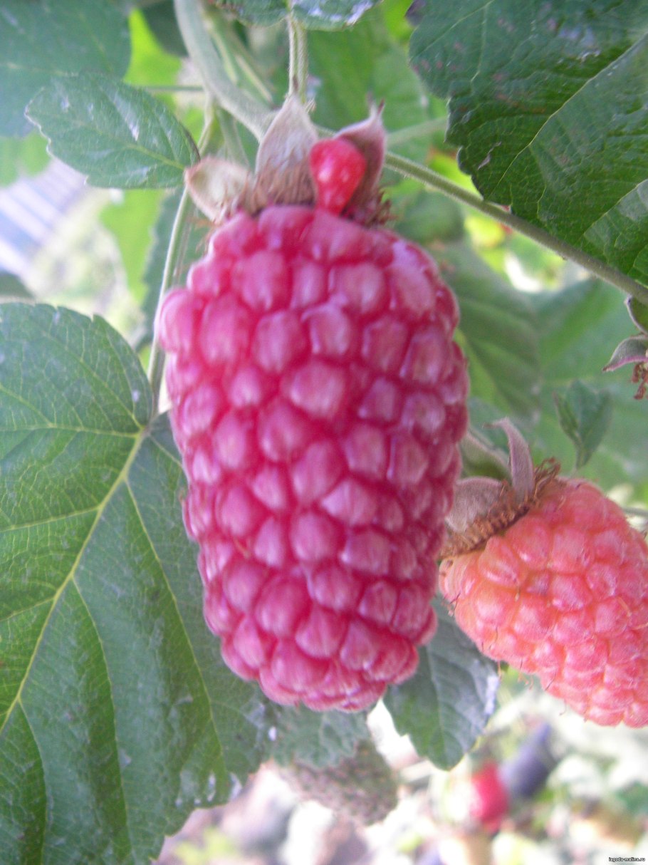 Малина сорт Шоша