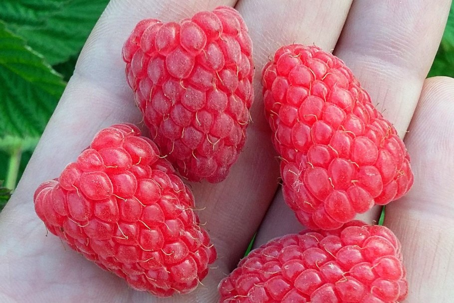 Сорт малины Пшехиба