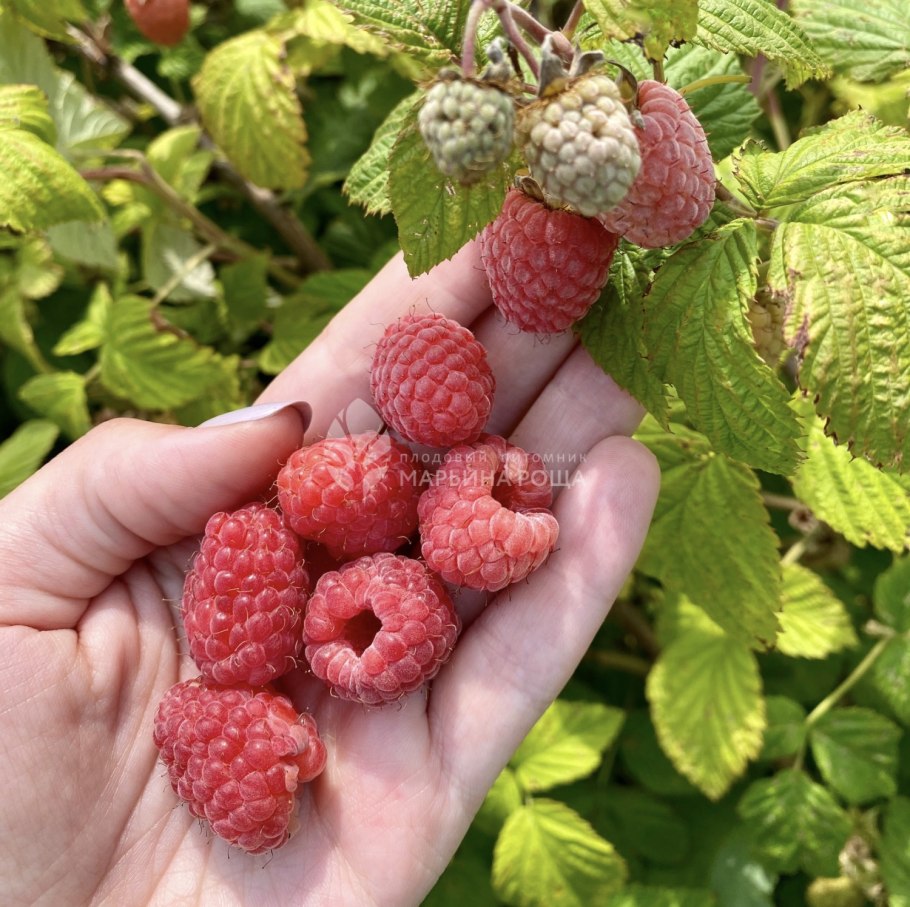 Малина дерево Таруса