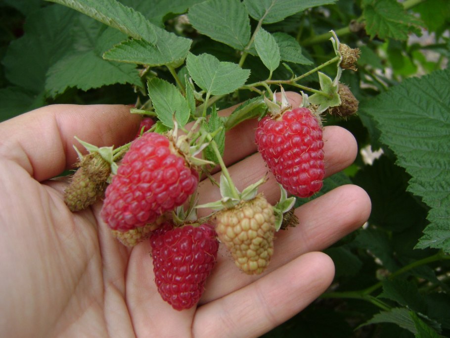 Малина ремонтантная гордость России