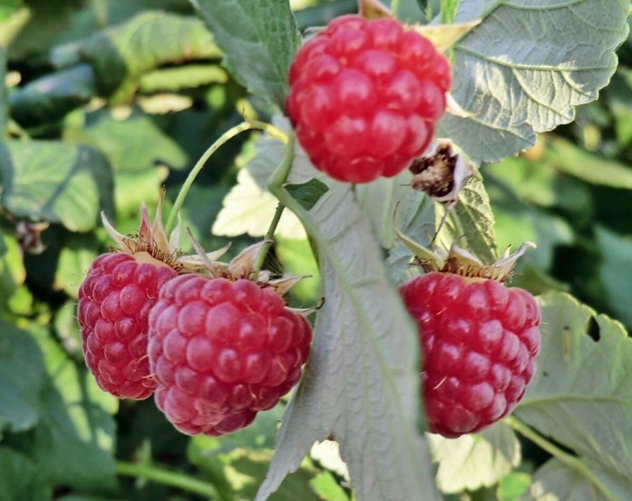 Малина традиционные сорта Туламин