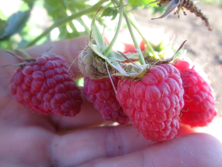 Малина крупноплодная гигант