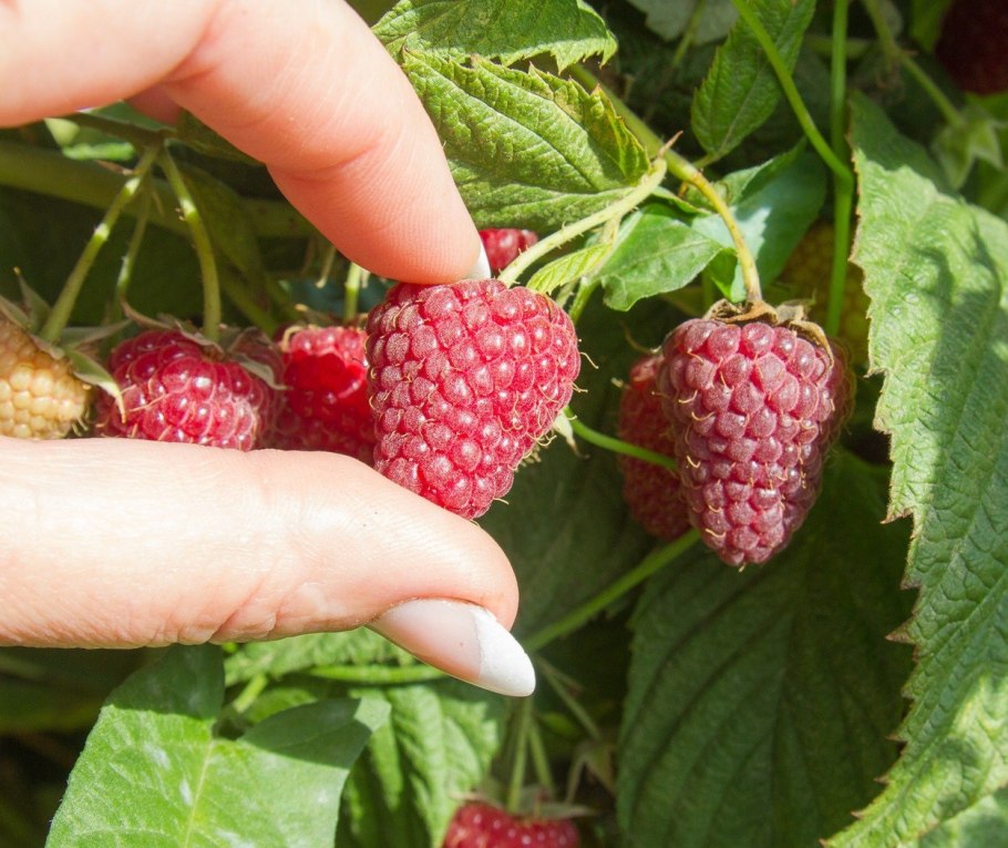 Малина сорт Столичная