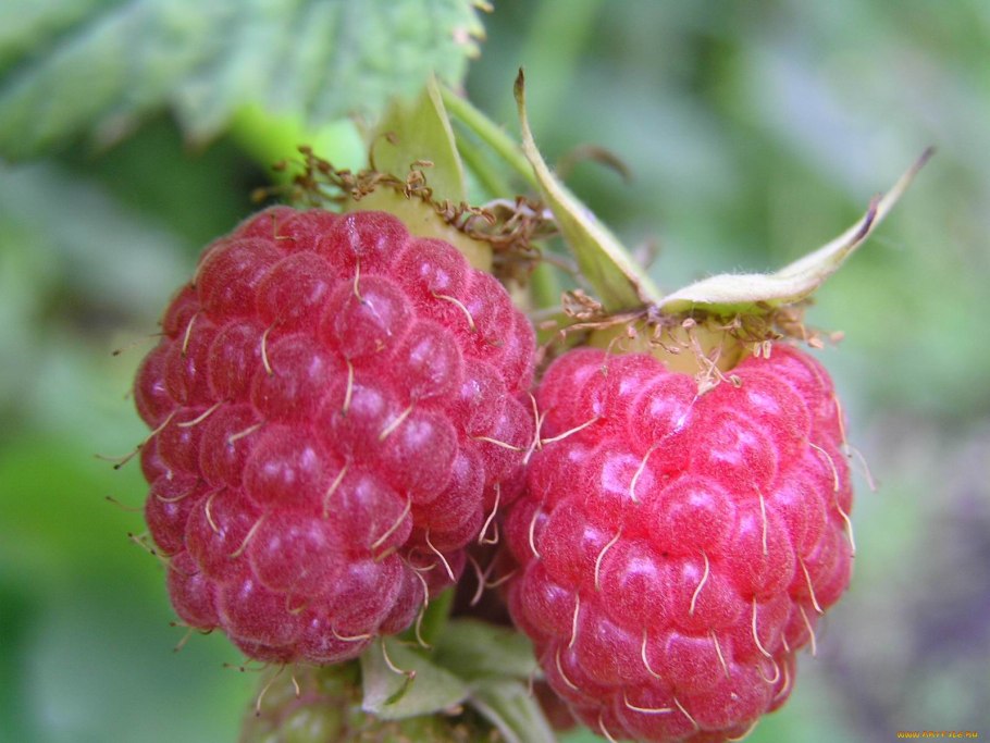 Малина сорт Жаклин