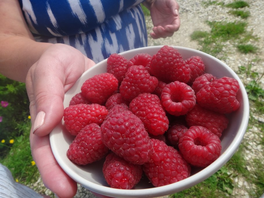 Малина сорт Энросадира