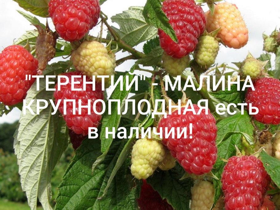 Малина ремонтантная куст