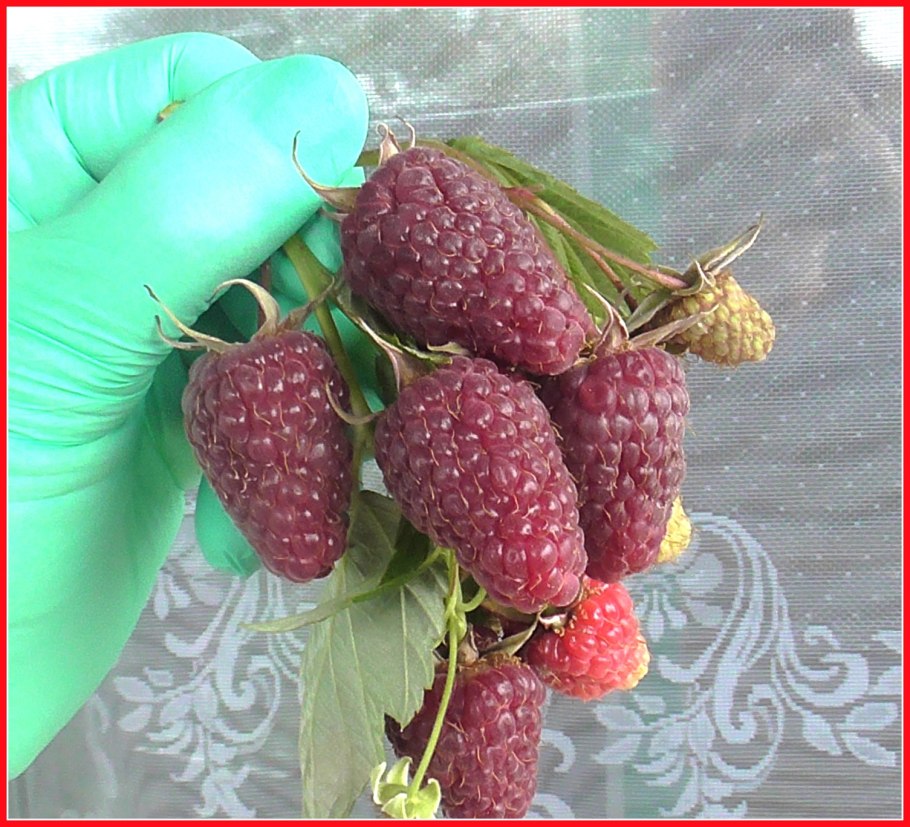 Малина ремонтантная самородок