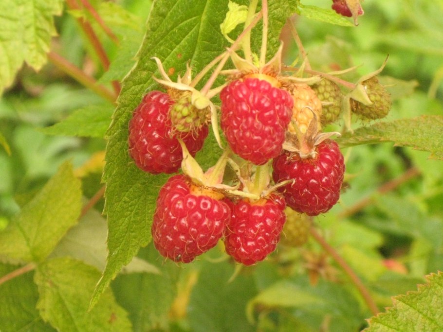 Малина гордость России