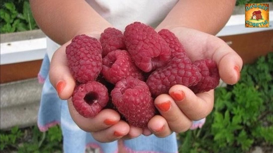 Сорт малины Терентий