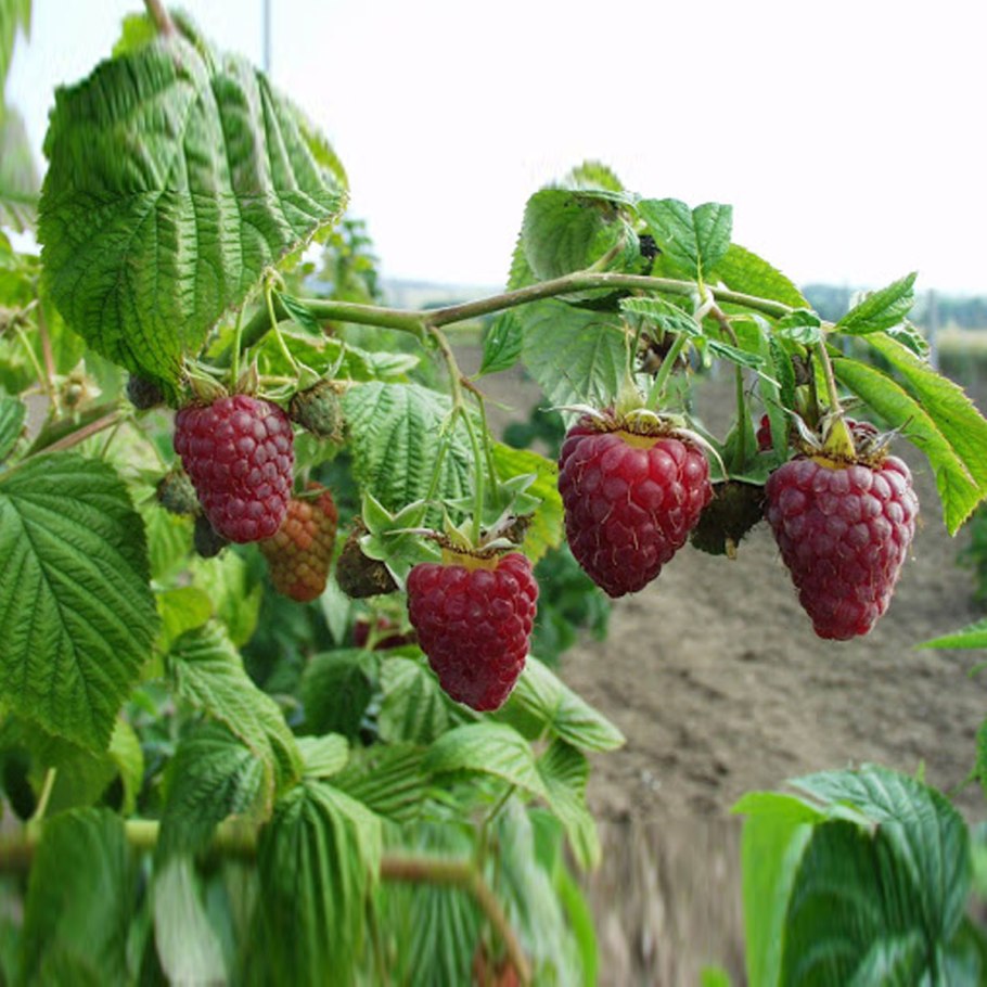 Сорт малины Пересвет