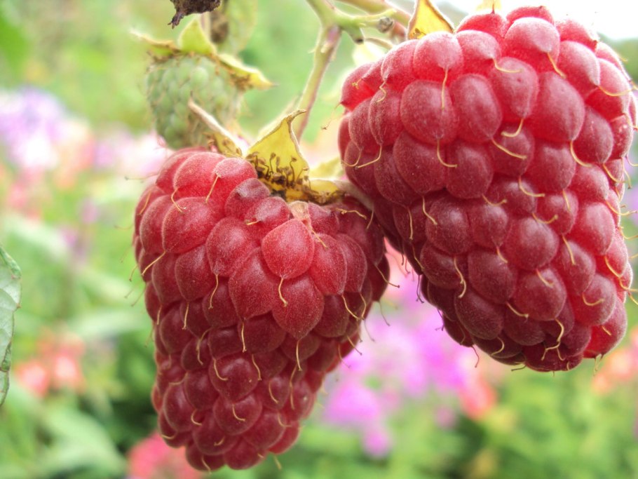 Сорта малины крупноплодной ремонтантной