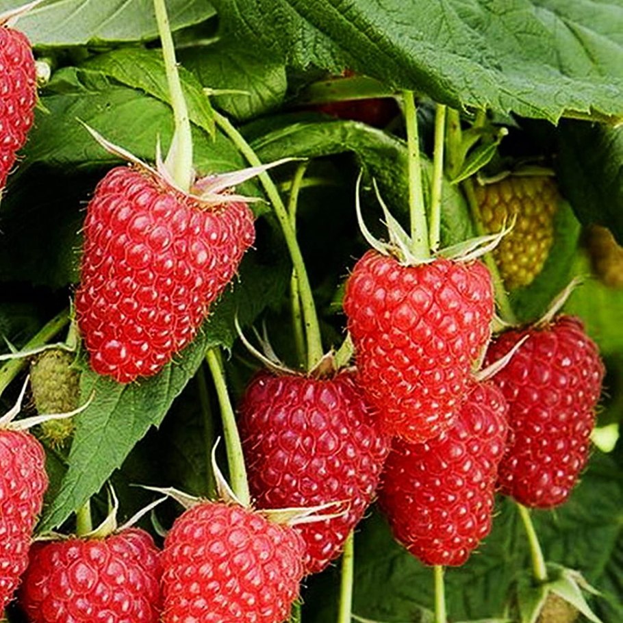 Малина ремонтантная атлант