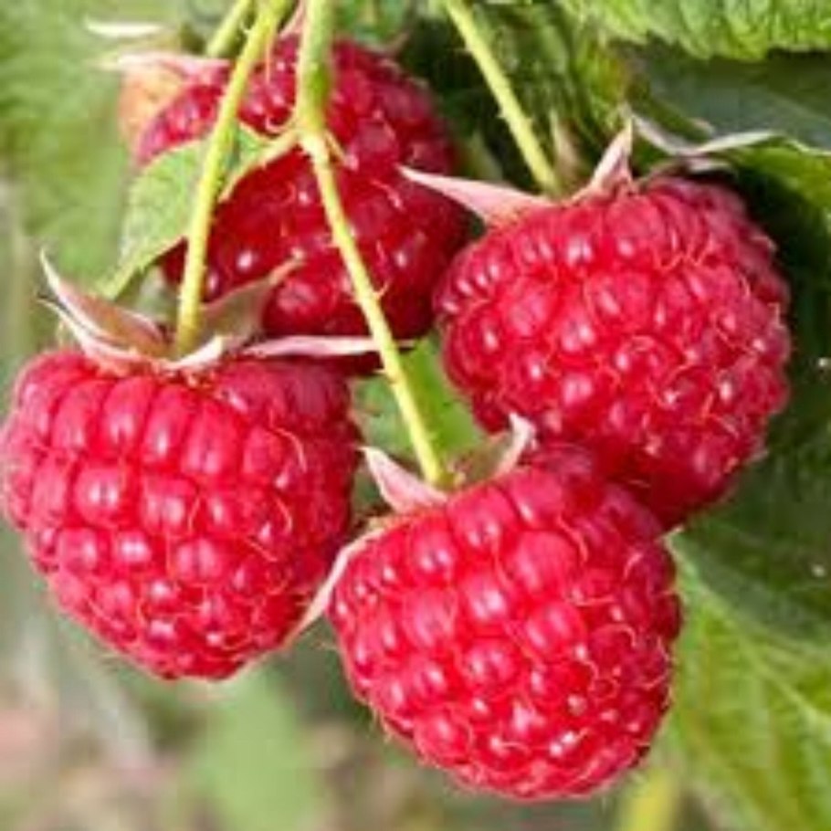 Малина ремонтантная Патриция