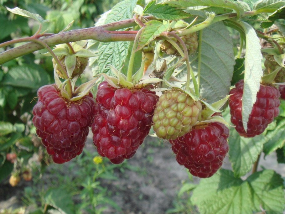 Малина крупноплодная гордость россии