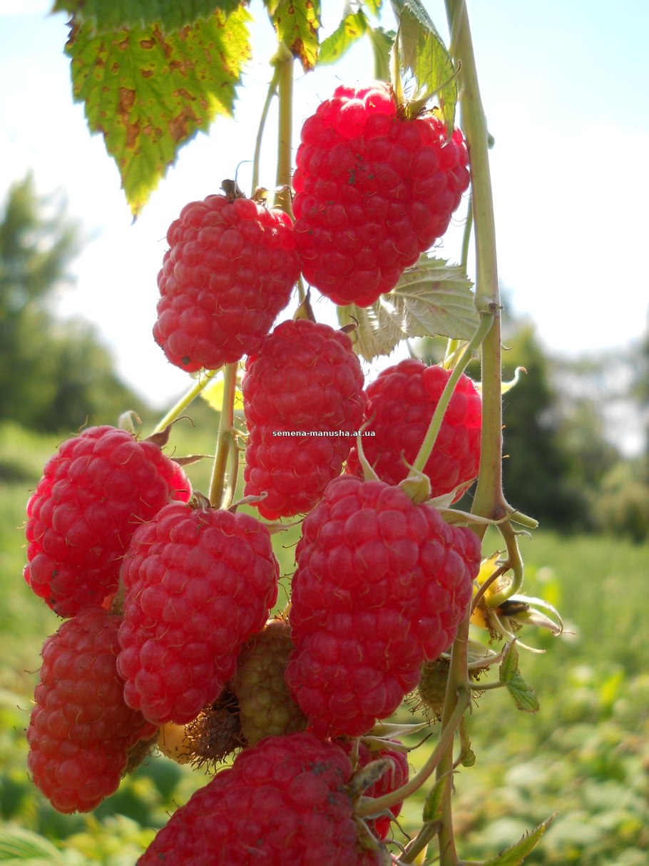 Малина сорта столешник