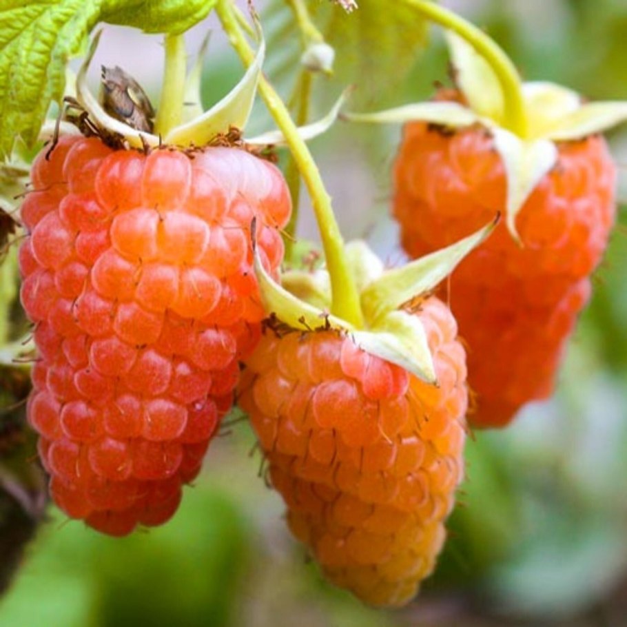 Малина Золотая Королева