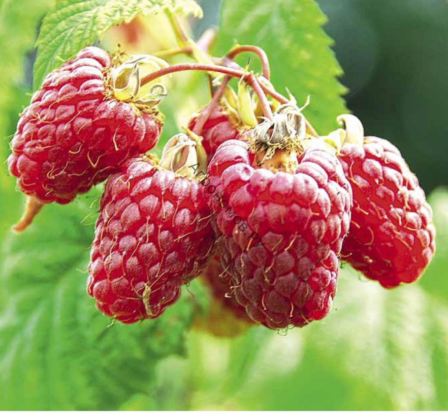 Малина ремонтанная "Геракл"