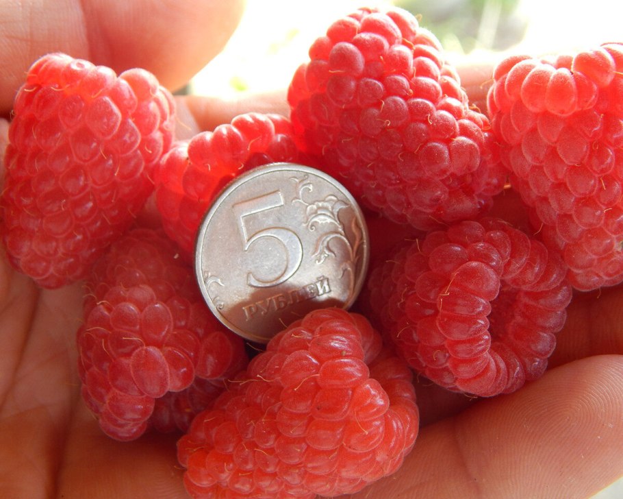 Сорт малины феномен