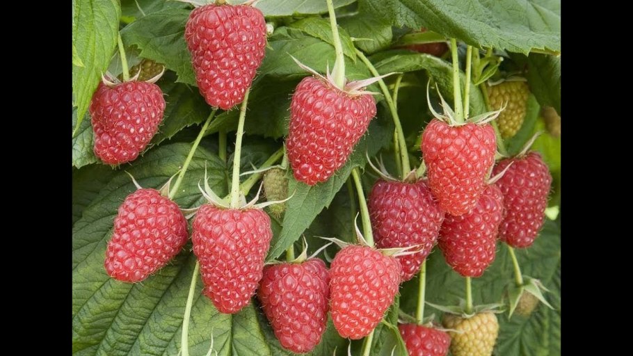 Малино-поляничный гибрид