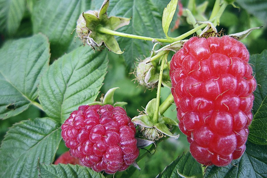 Малина сорт исполин