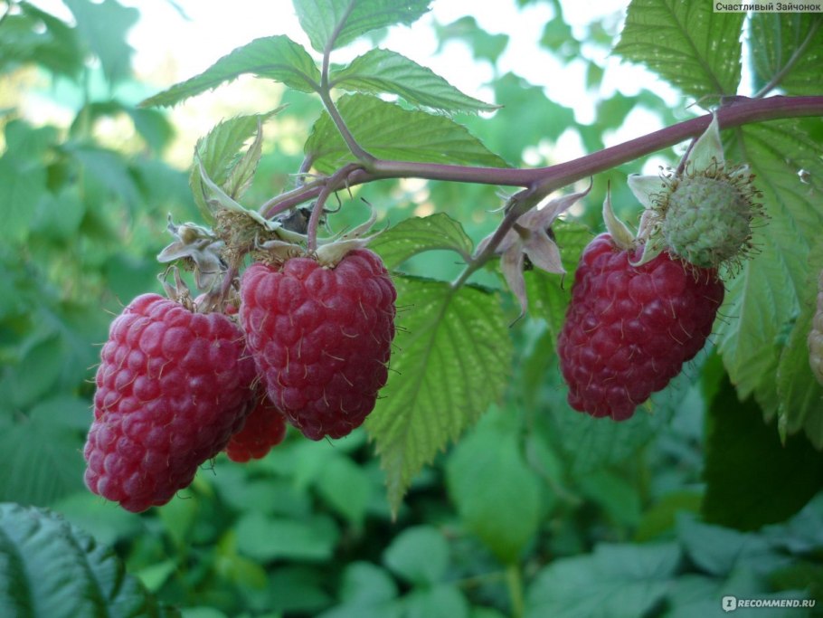 Малина красная Лель