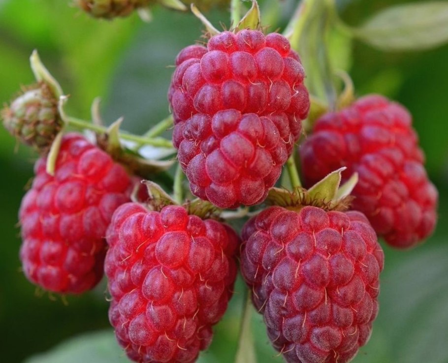 Поздняя малина сорта крупноплодная