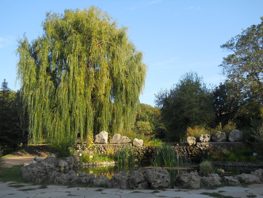 Ива росистая (Salix rorida)