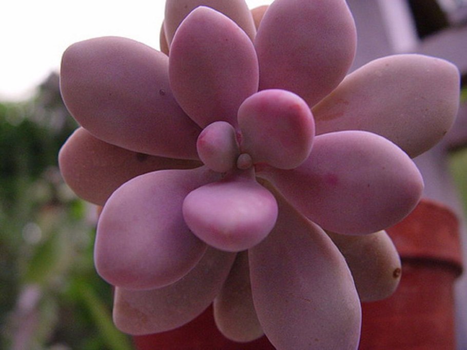 Суккулент Пахифитум