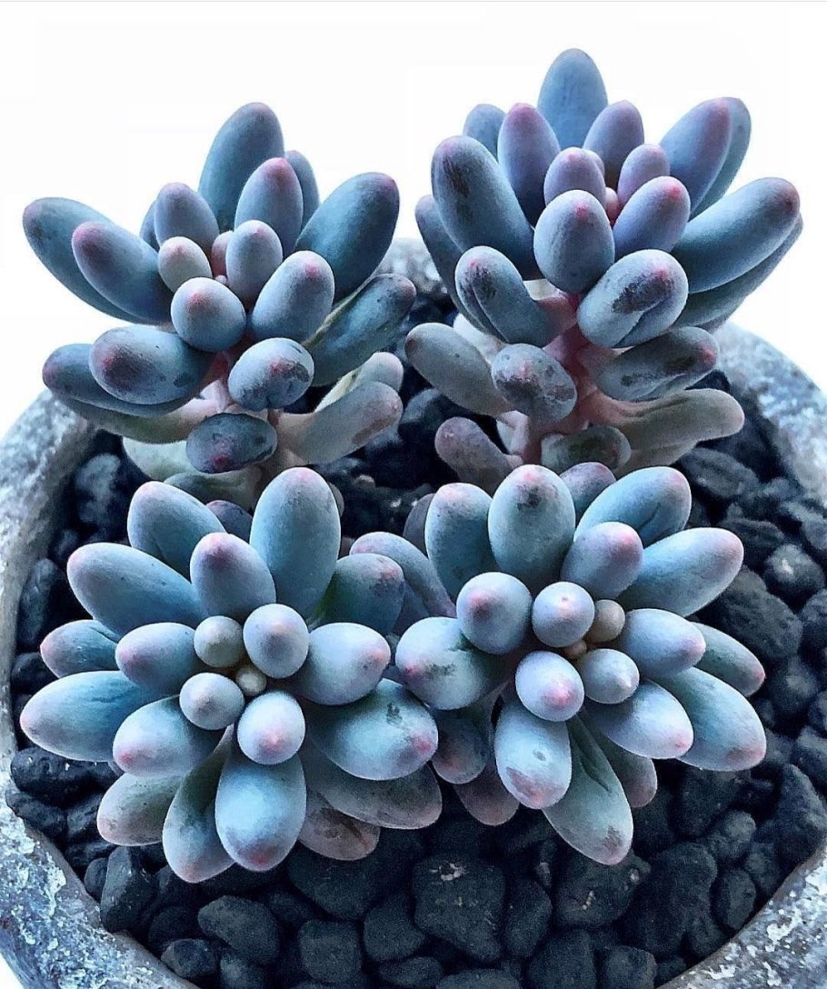 Пахифитум Овиферум