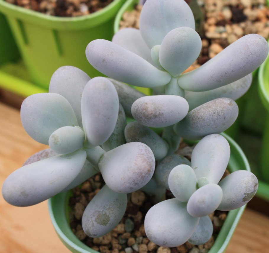 Пахифитум аметистиум