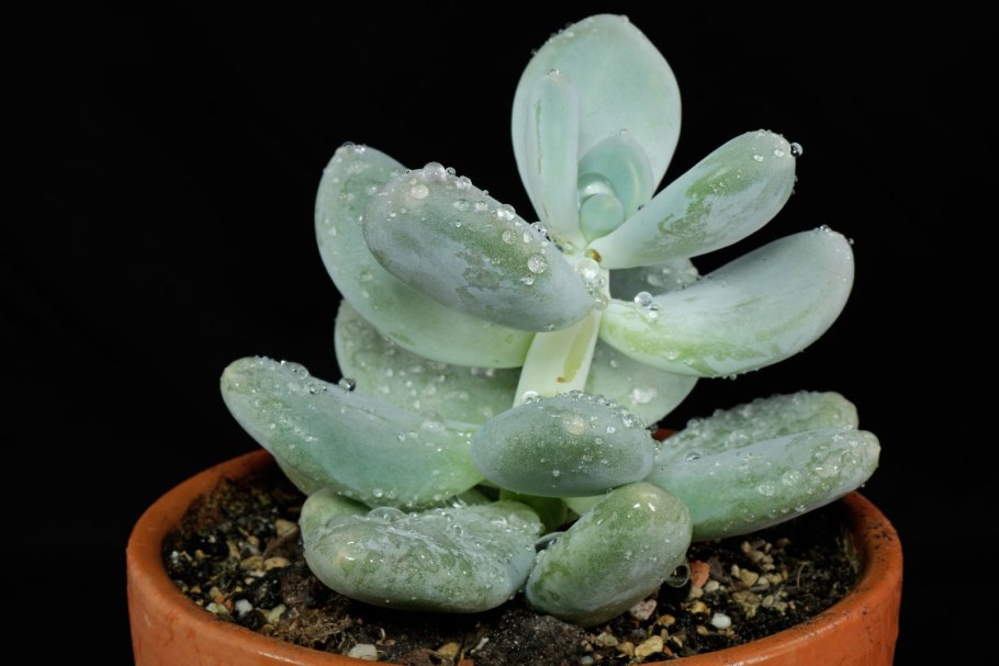 Пахифитум Овиферум