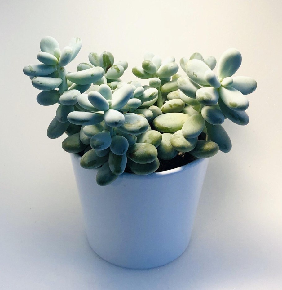 Пахифитум цветок