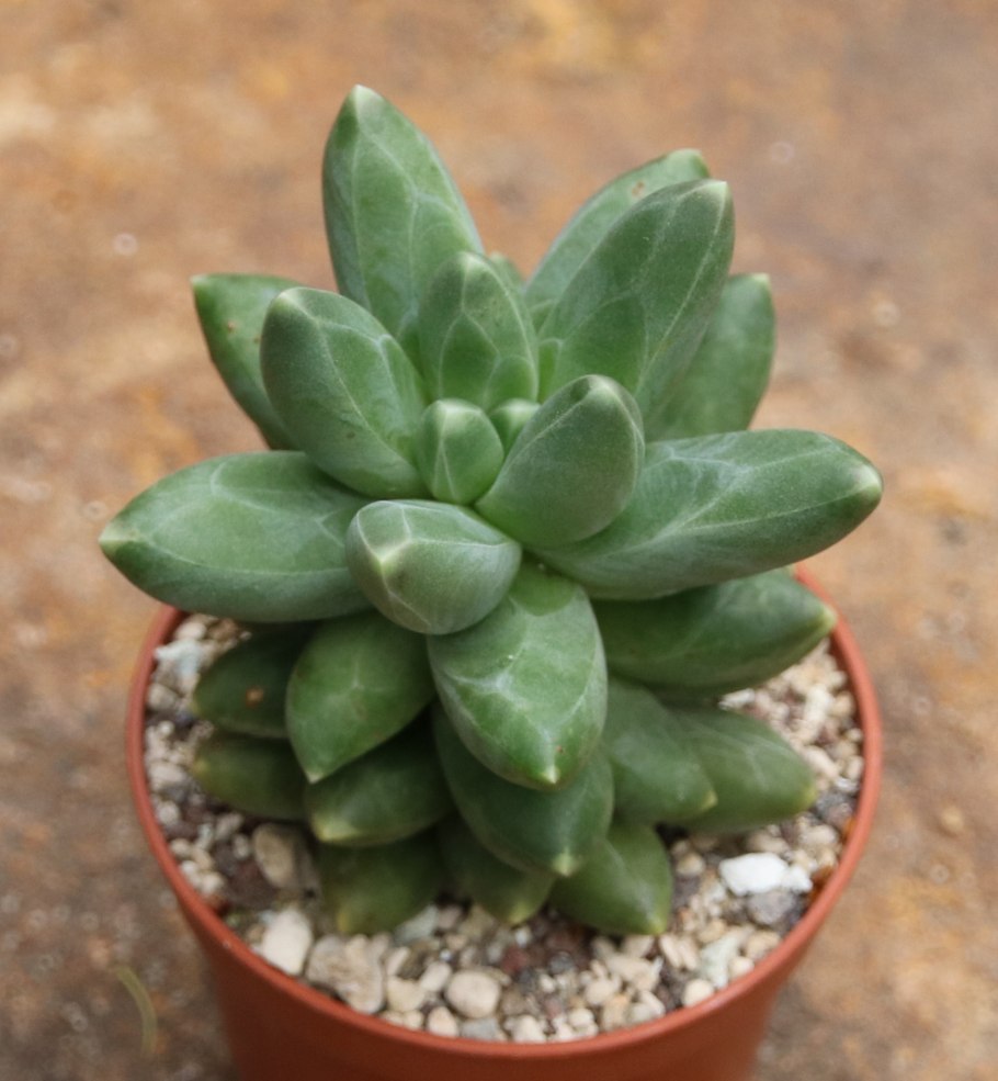 Пахифитум Овиферум