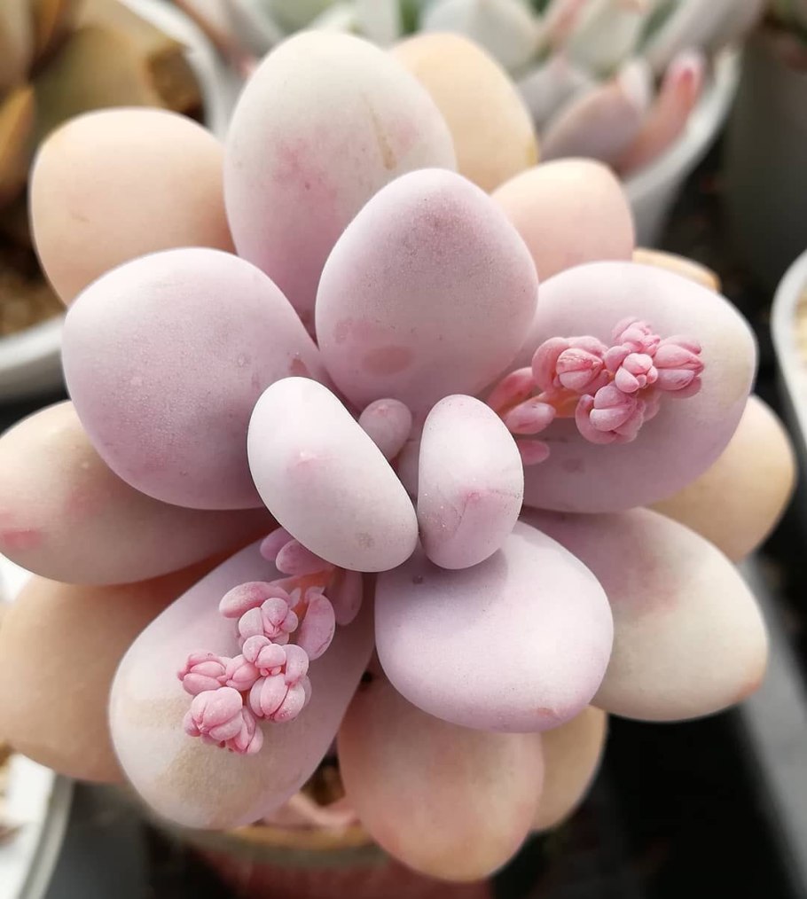 Пахифитум Овиферум