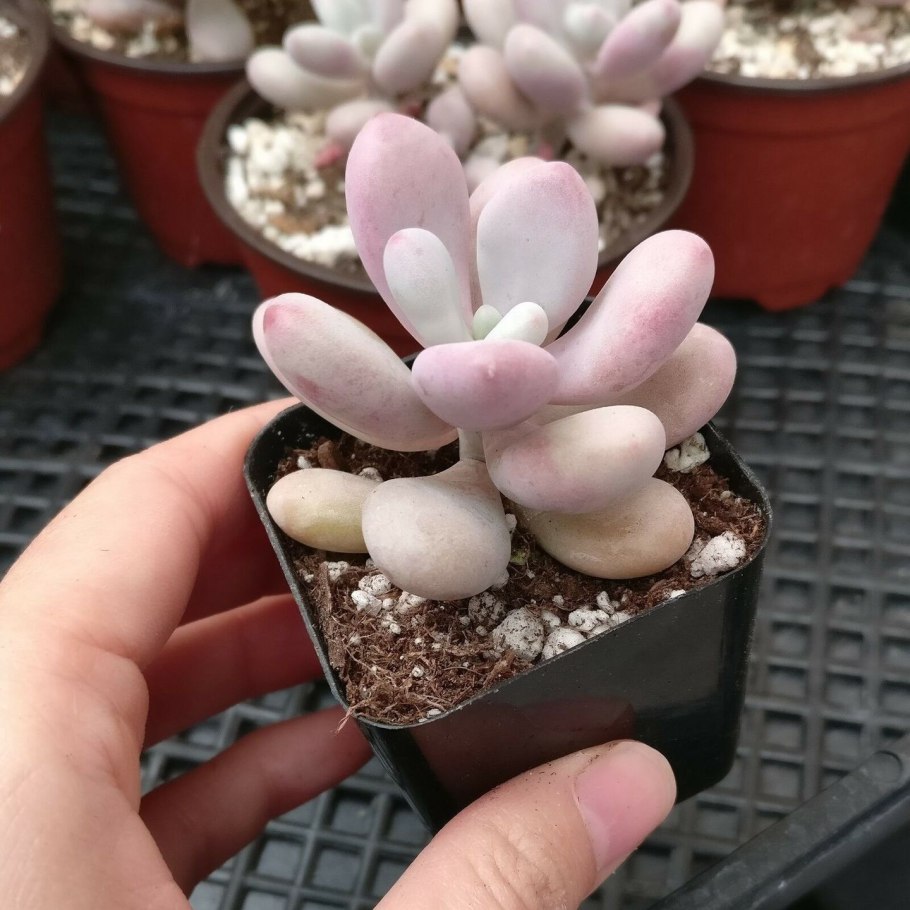 Суккулент Пахифитум