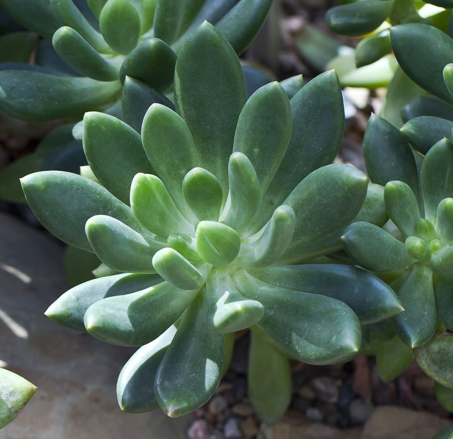 Суккулент Пахифитум яйценосный