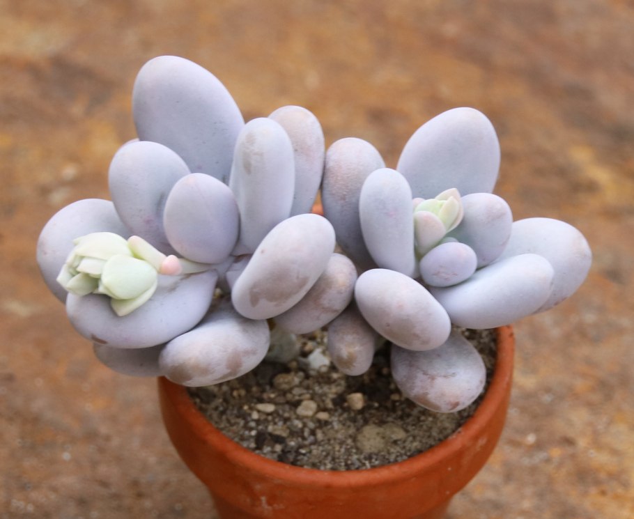 Пахифитум аметистиум