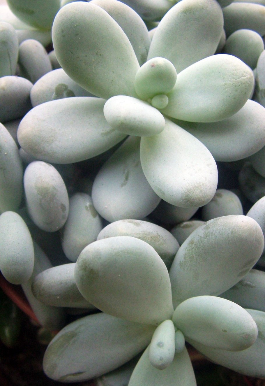 Суккулент Пахифитум Овиферум