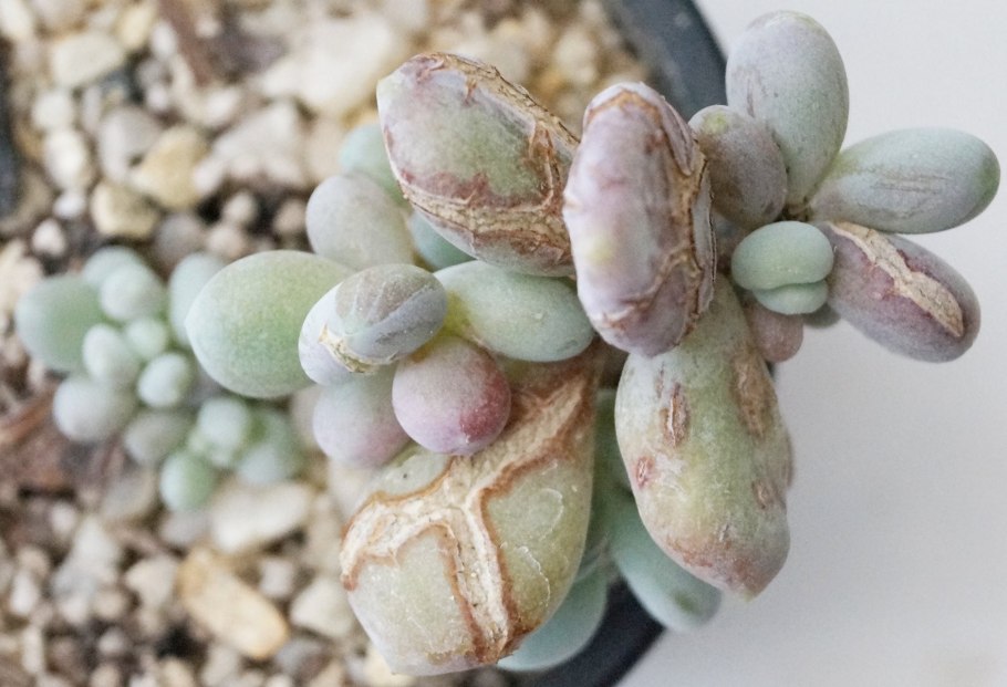 Пахифитум Виндермана