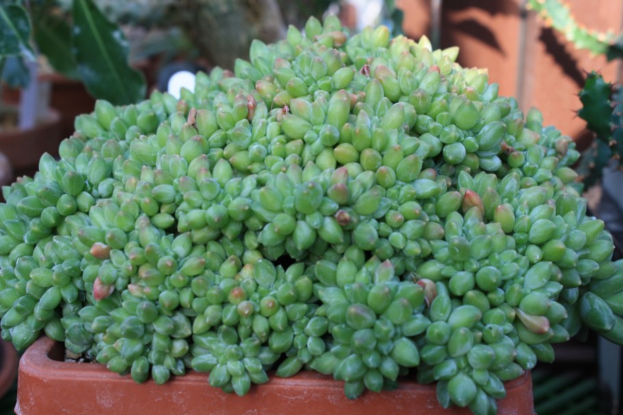 Пахифитум Компактум