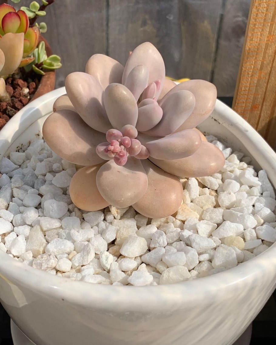 Пахифитум Вайнберга