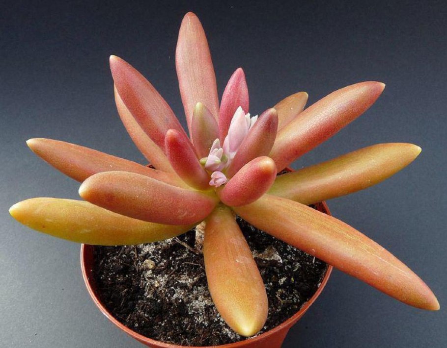 Пахифитум яйценосный Pachyphytum oviferum