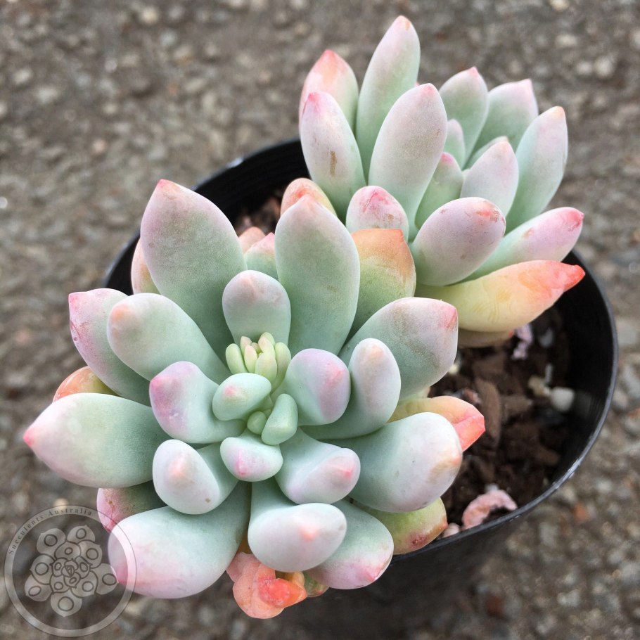 Пахифитум Вердермана