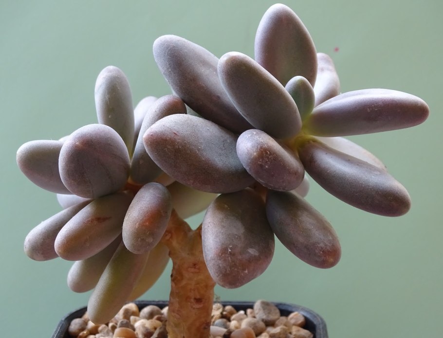 Пахифитум Глютиникауле