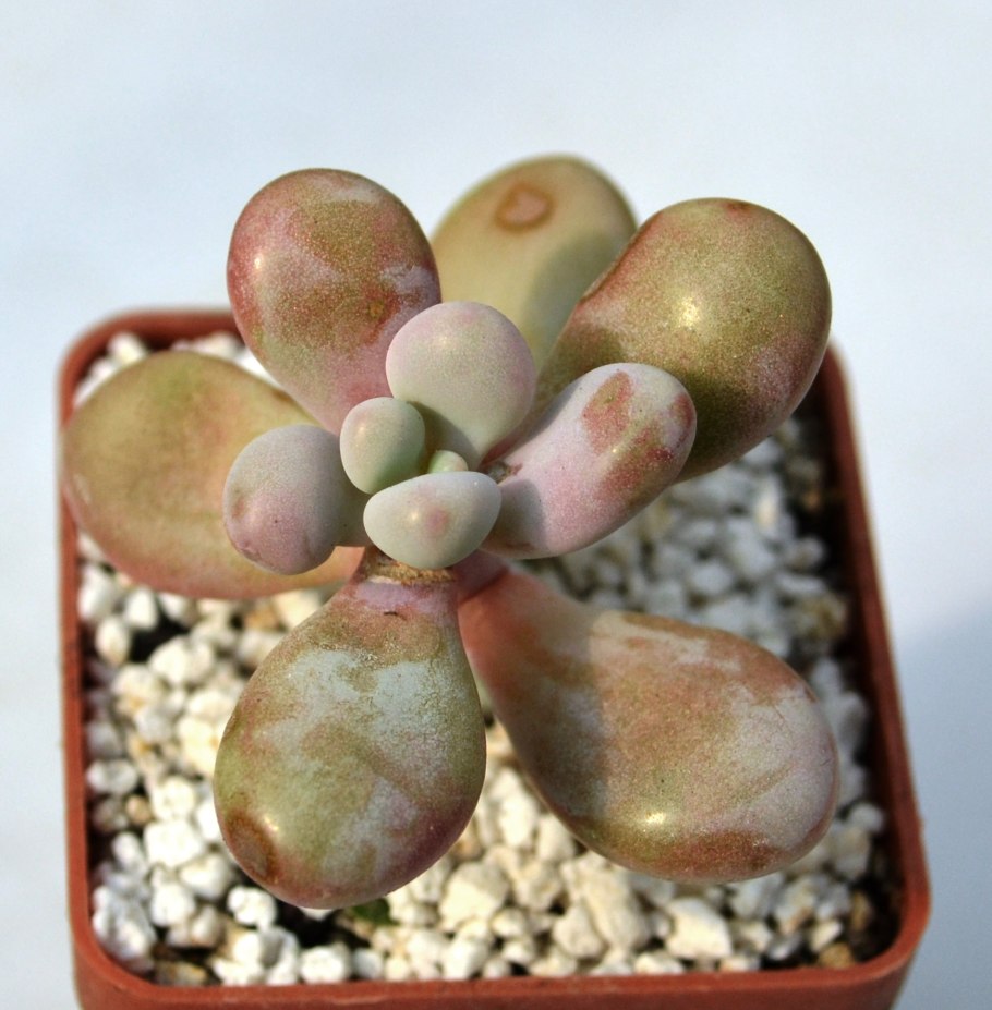 Пахифитум аметистиум