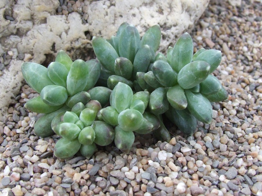 Пахифитум Гуанчжоу