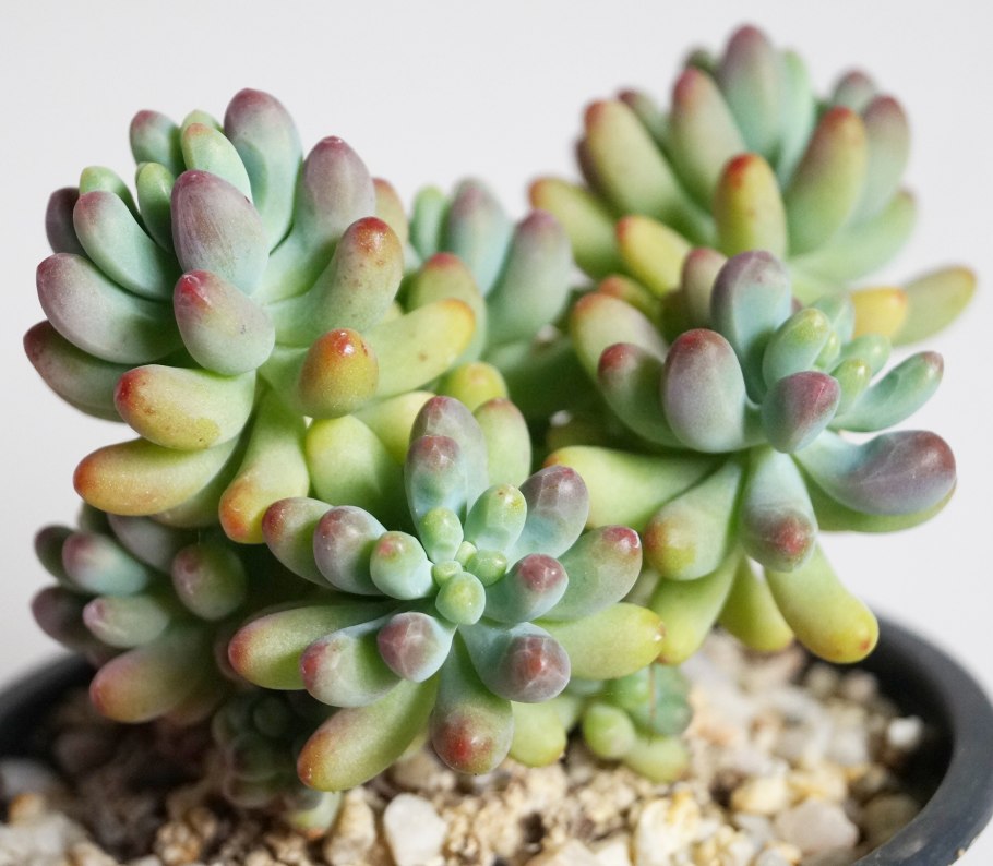 Суккулент седум Пахифитум