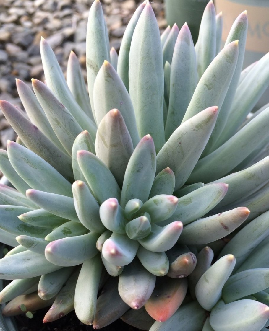 Суккулент Пахифитум Ганьчжоу